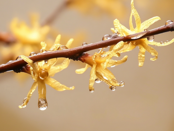 Hamamelis